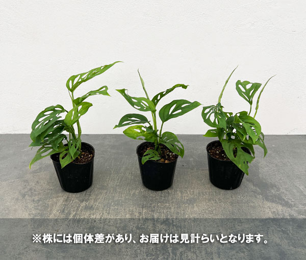 モンステラ：ラニアータ　3号ポット
