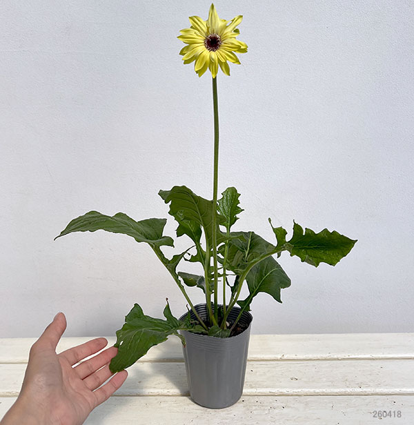 ガーベラ（切花向け品種）：パスティーニ　アロナ3.5号ポット