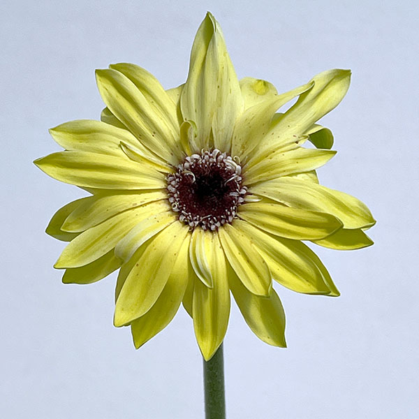 ガーベラ（切花向け品種）：パスティーニ　アロナ3.5号ポット