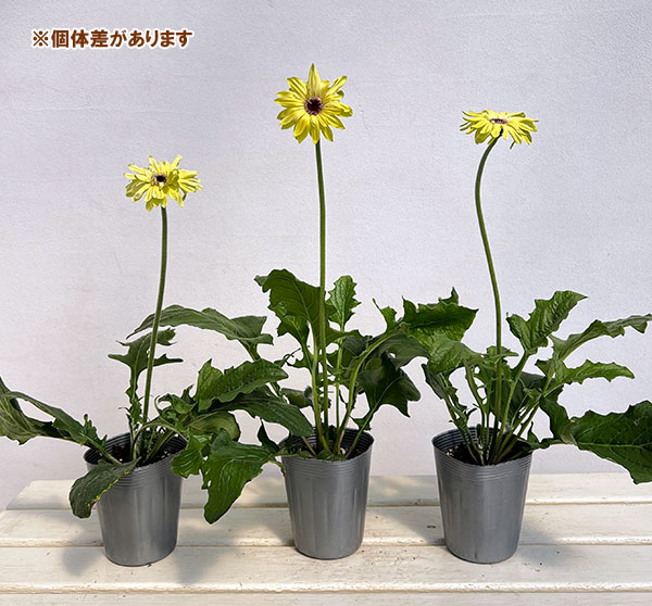 ガーベラ（切花向け品種）：パスティーニ　アロナ3.5号ポット