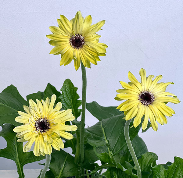 ガーベラ（切花向け品種）：パスティーニ　アロナ3.5号ポット