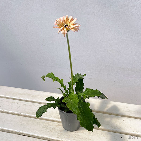 ガーベラ（切花向け品種）：パスティーニ　ペサロ3.5号ポット