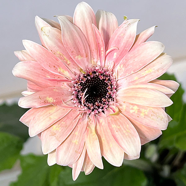 ガーベラ（切花向け品種）：パスティーニ　ペサロ3.5号ポット