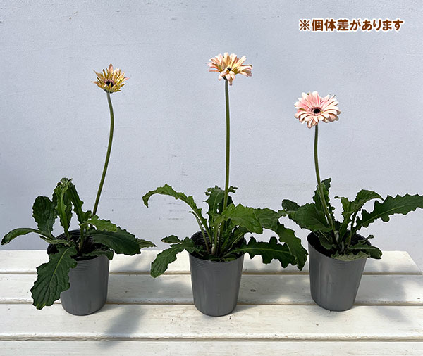 ガーベラ（切花向け品種）：パスティーニ　ペサロ3.5号ポット