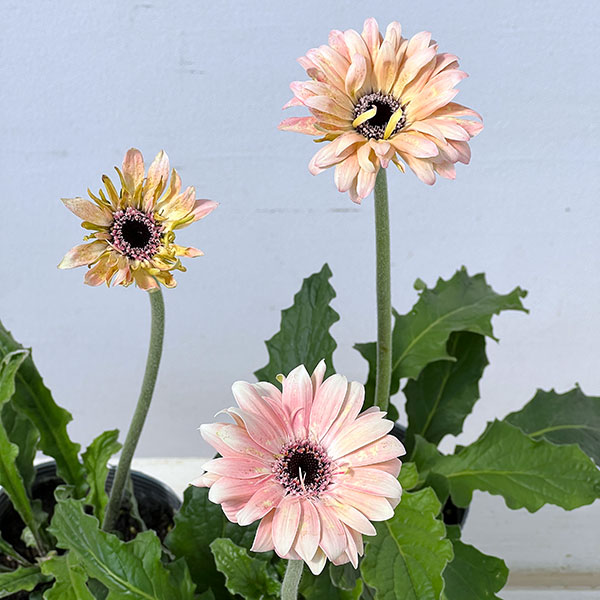 ガーベラ（切花向け品種）：パスティーニ　ペサロ3.5号ポット