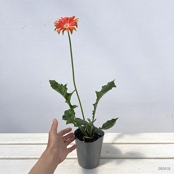 ガーベラ（切花向け品種）：パスティーニ　リベロ3.5号ポット