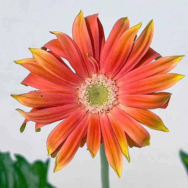 ガーベラ（切花向け品種）：パスティーニ　リベロ3.5号ポット