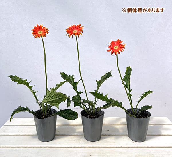 ガーベラ（切花向け品種）：パスティーニ　リベロ3.5号ポット