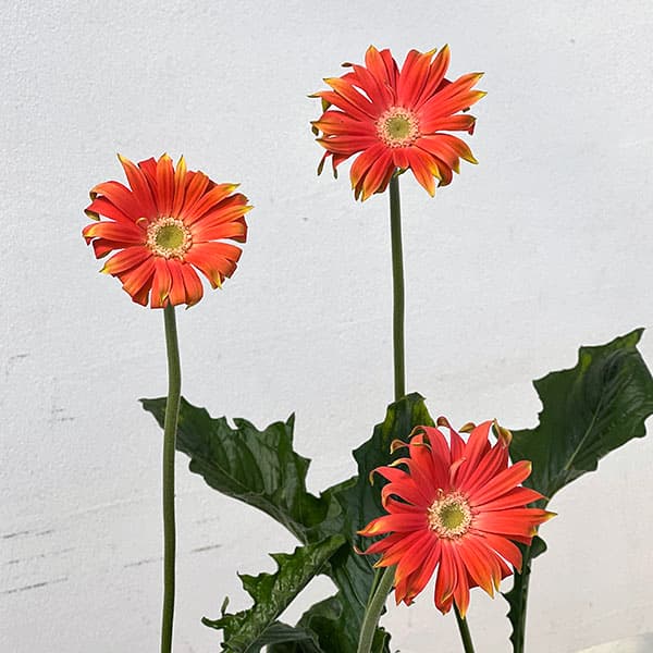 ガーベラ（切花向け品種）：パスティーニ　リベロ3.5号ポット