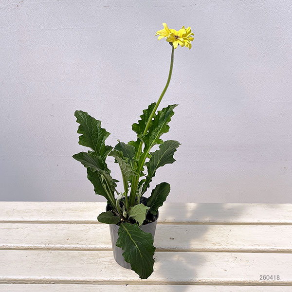 ガーベラ（切花向け品種）：パスティーニ　スプリッツ3.5号ポット