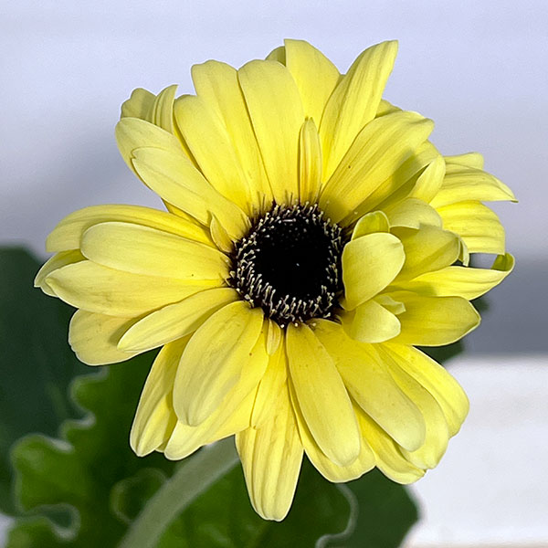 ガーベラ（切花向け品種）：パスティーニ　スプリッツ3.5号ポット