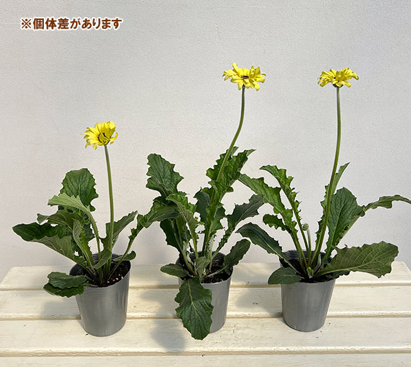 ガーベラ（切花向け品種）：パスティーニ　スプリッツ3.5号ポット