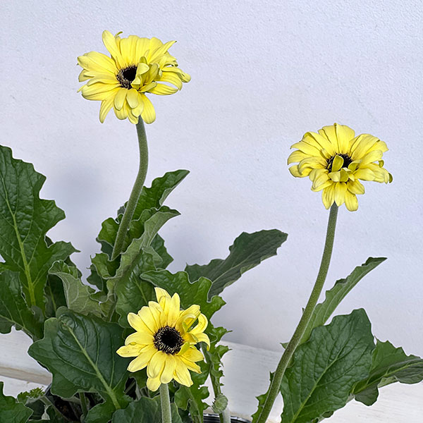 ガーベラ（切花向け品種）：パスティーニ　スプリッツ3.5号ポット