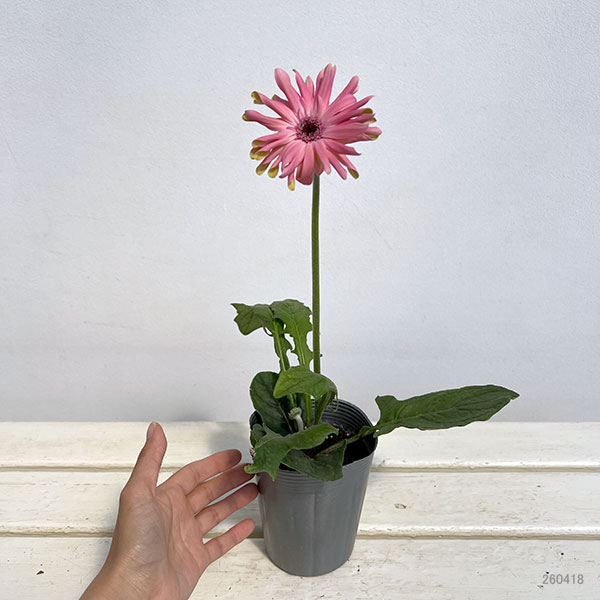 ガーベラ（切花向け品種）：パスティーニ　ビットリア3.5号ポット