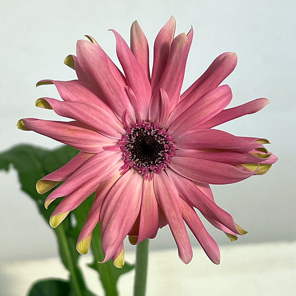 ガーベラ（切花向け品種）：パスティーニ　ビットリア3.5号ポット