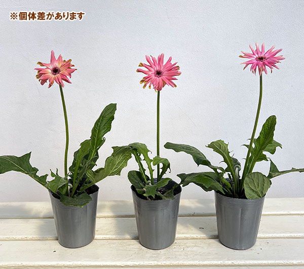ガーベラ（切花向け品種）：パスティーニ　ビットリア3.5号ポット