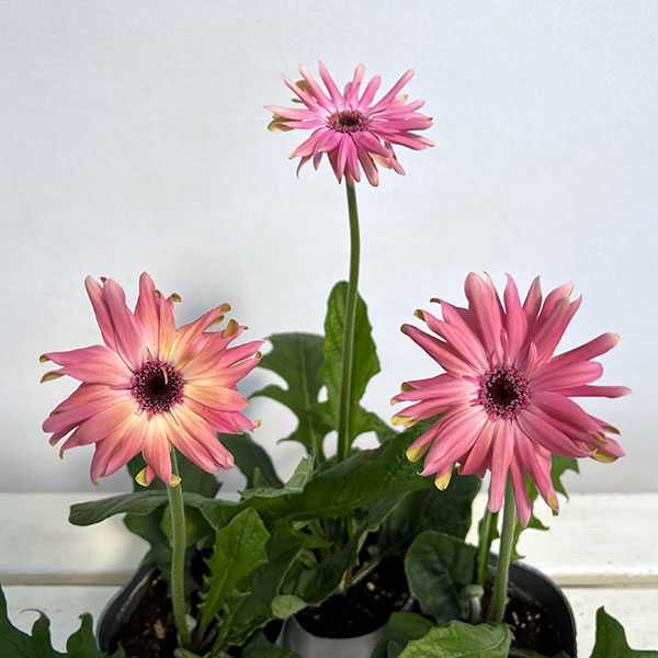 ガーベラ（切花向け品種）：パスティーニ　ビットリア3.5号ポット