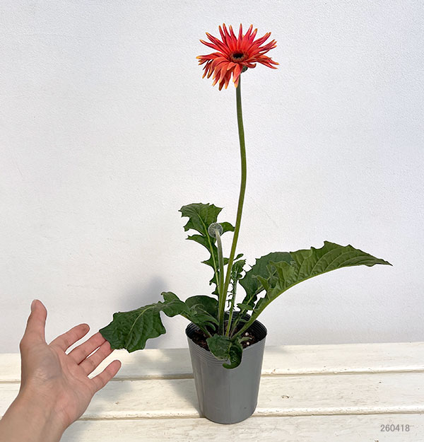 ガーベラ（切花向け品種）：パスタ　カプレーゼ3.5号ポット