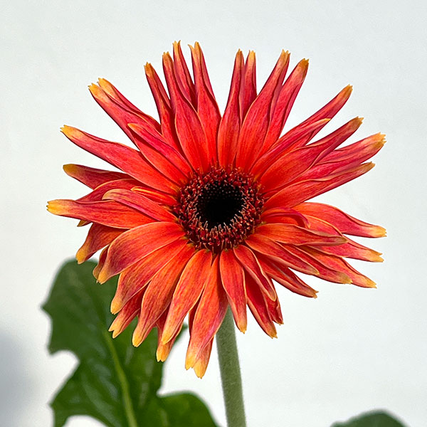 ガーベラ（切花向け品種）：パスタ　カプレーゼ3.5号ポット