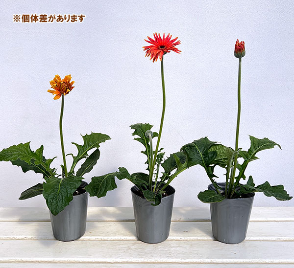 ガーベラ（切花向け品種）：パスタ　カプレーゼ3.5号ポット