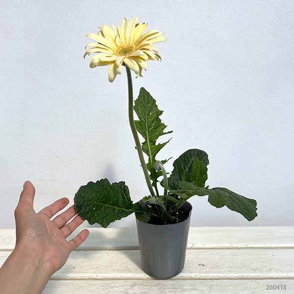 ガーベラ（切花向け品種）：パスタ　カルボナーラ3.5号ポット