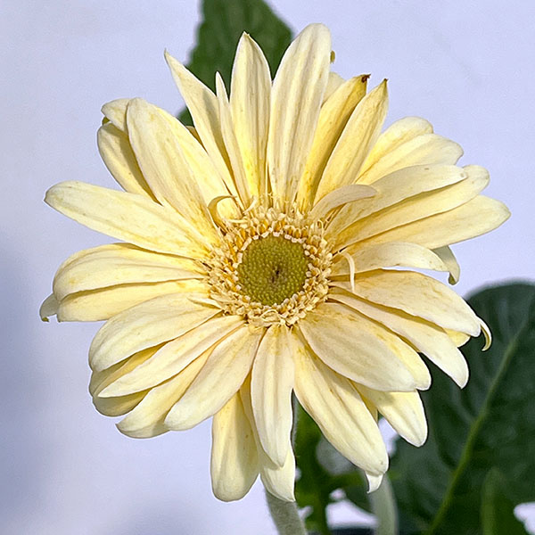 ガーベラ（切花向け品種）：パスタ　カルボナーラ3.5号ポット