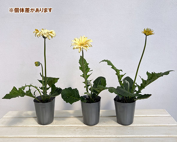 ガーベラ（切花向け品種）：パスタ　カルボナーラ3.5号ポット