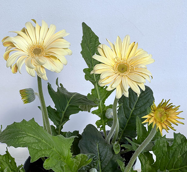 ガーベラ（切花向け品種）：パスタ　カルボナーラ3.5号ポット