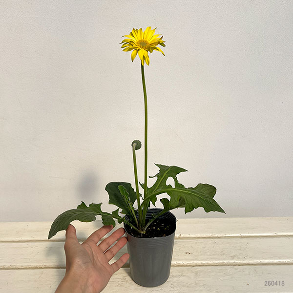 ガーベラ（切花向け品種）：パスタ　リモナータ3.5号ポット