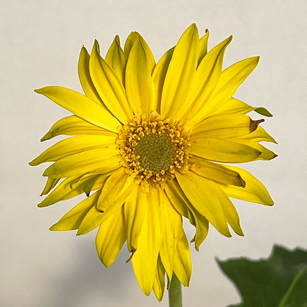 ガーベラ（切花向け品種）：パスタ　リモナータ3.5号ポット