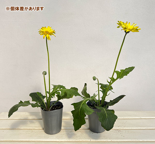 ガーベラ（切花向け品種）：パスタ　リモナータ3.5号ポット