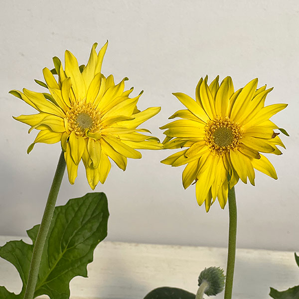 ガーベラ（切花向け品種）：パスタ　リモナータ3.5号ポット