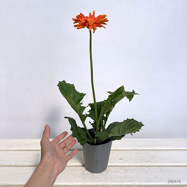 ガーベラ（切花向け品種）：パスタ　マリナーラ3.5号ポット