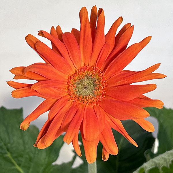 ガーベラ（切花向け品種）：パスタ　マリナーラ3.5号ポット