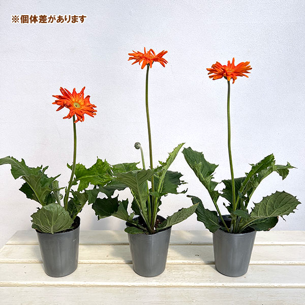 ガーベラ（切花向け品種）：パスタ　マリナーラ3.5号ポット