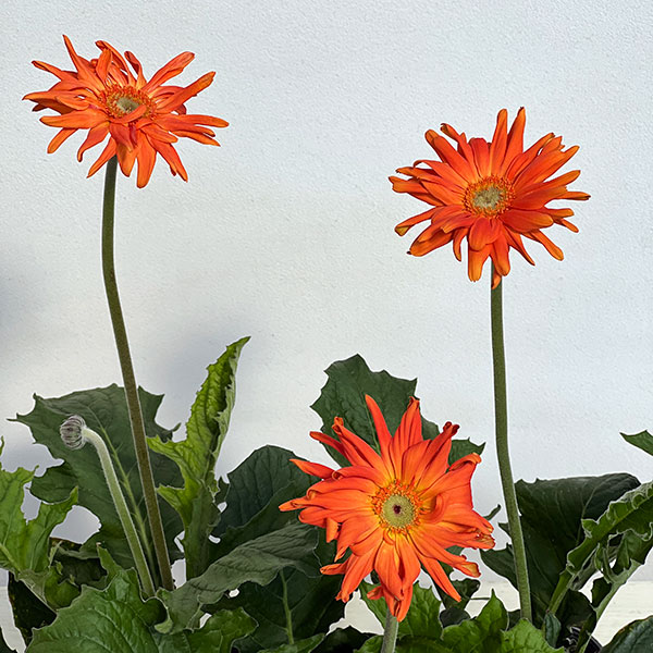 ガーベラ（切花向け品種）：パスタ　マリナーラ3.5号ポット