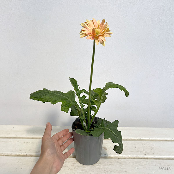 ガーベラ（切花向け品種）：パスタ　ナビ3.5号ポット