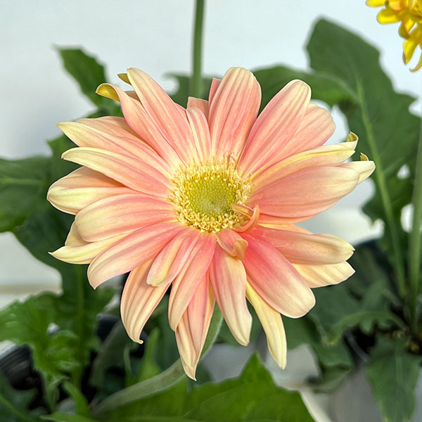 ガーベラ（切花向け品種）：パスタ　ナビ3.5号ポット