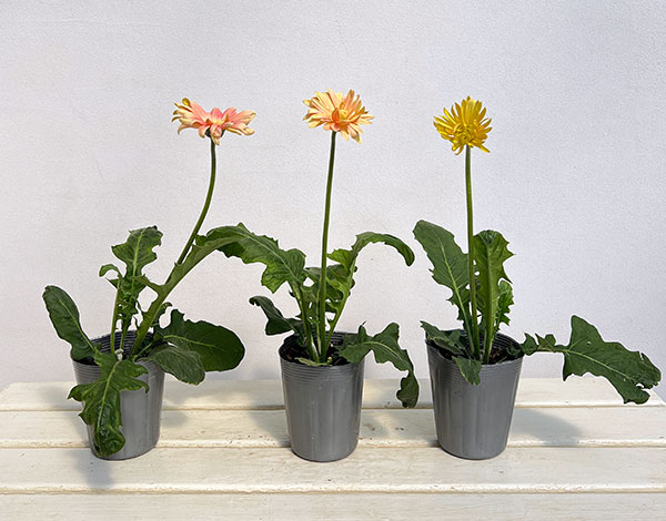 ガーベラ（切花向け品種）：パスタ　ナビ3.5号ポット