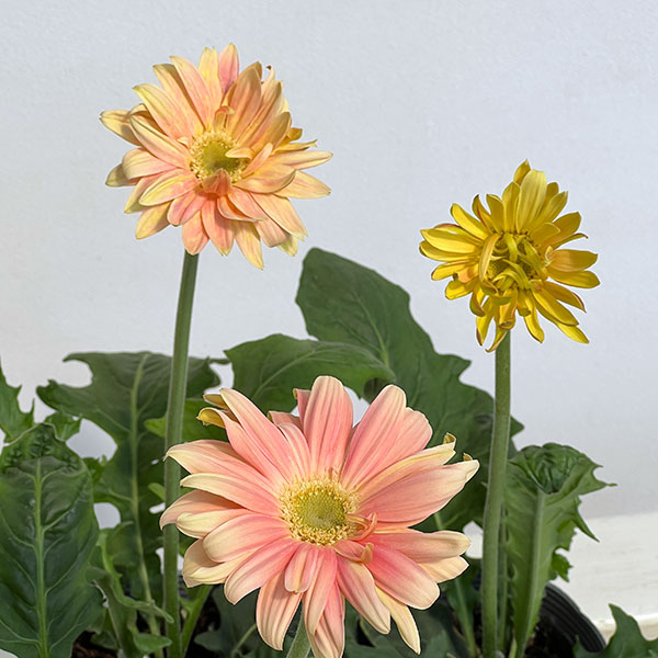 ガーベラ（切花向け品種）：パスタ　ナビ3.5号ポット