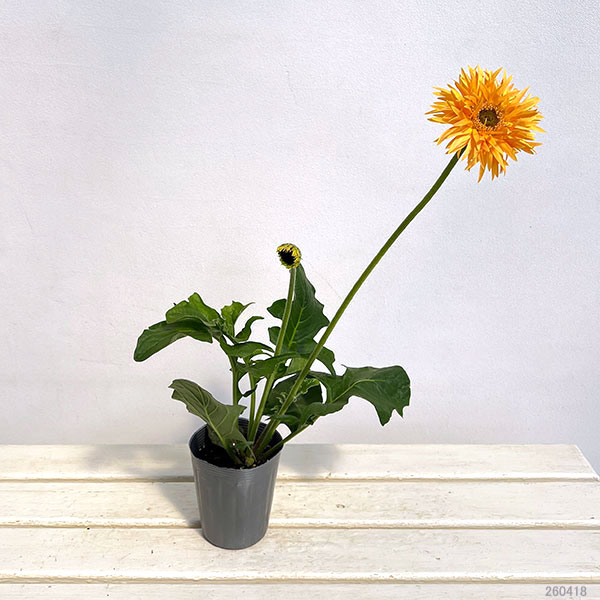 ガーベラ（切花向け品種）：スパイダー　バンブー3.5号ポット