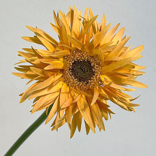 ガーベラ（切花向け品種）：スパイダー　バンブー3.5号ポット