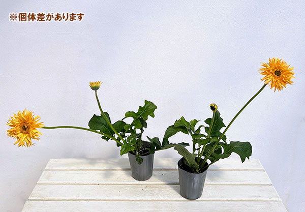 ガーベラ（切花向け品種）：スパイダー　バンブー3.5号ポット