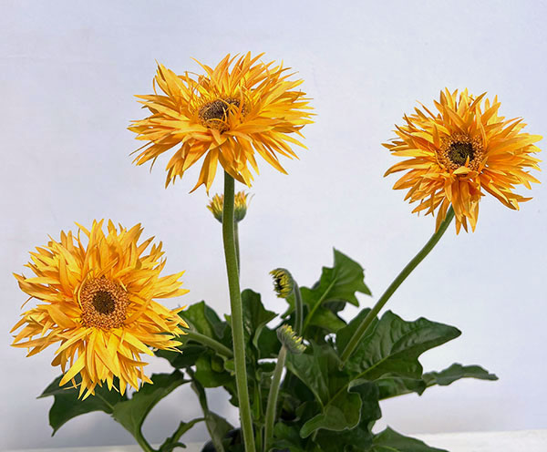 ガーベラ（切花向け品種）：スパイダー　バンブー3.5号ポット