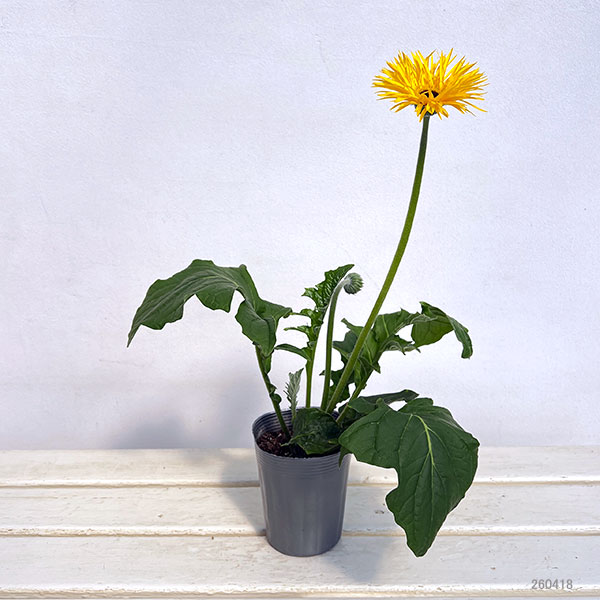 ガーベラ（切花向け品種）：スパイダー　ブラベリー3.5号ポット