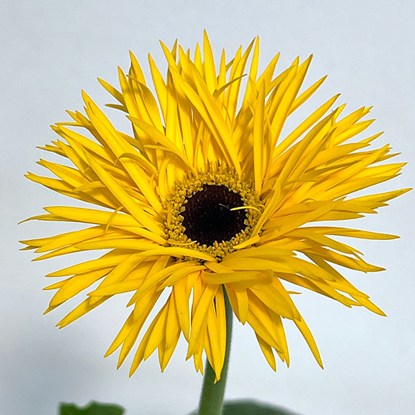 ガーベラ（切花向け品種）：スパイダー　ブラベリー3.5号ポット