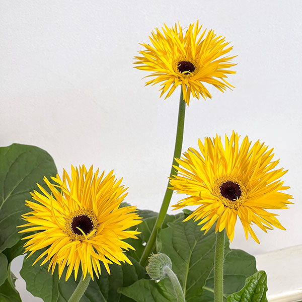 ガーベラ（切花向け品種）：スパイダー　ブラベリー3.5号ポット