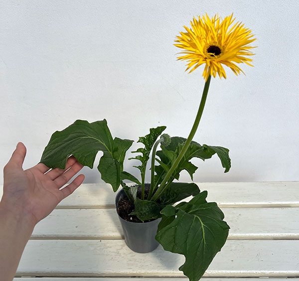 ガーベラ（切花向け品種）：スパイダー　ブラベリー3.5号ポット