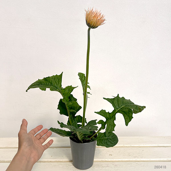 ガーベラ（切花向け品種）：スパイダー　クリームスピン3.5号ポット