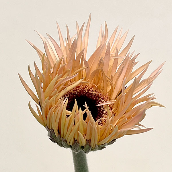 ガーベラ（切花向け品種）：スパイダー　クリームスピン3.5号ポット